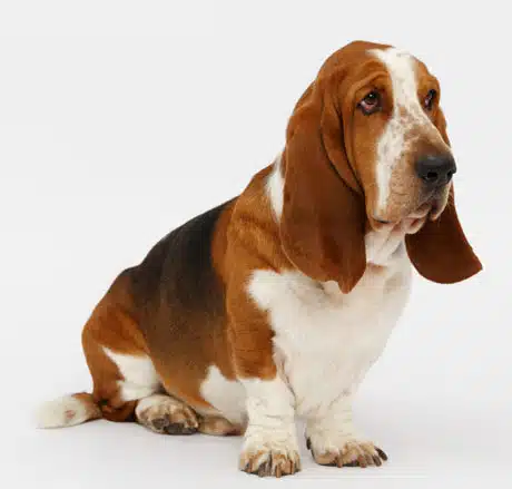 Basset-Hound